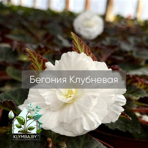 Гербера – нежное растение с яркими цветами