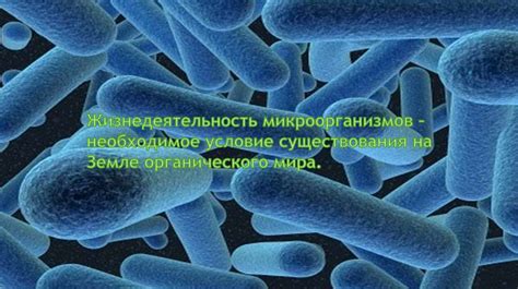 Главная роль микроорганизмов