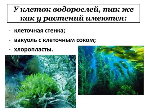 Главные особенности водорослей