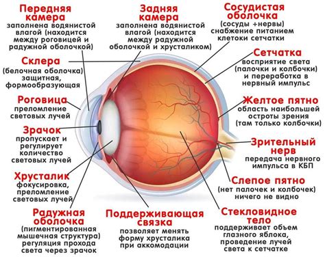 Глаза и их функции