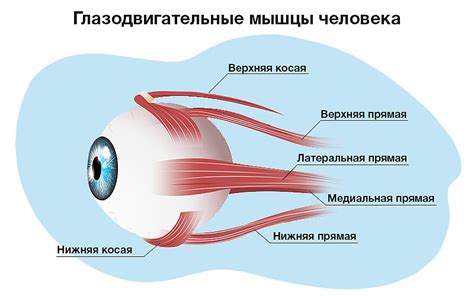 Глазные мышцы и их функции