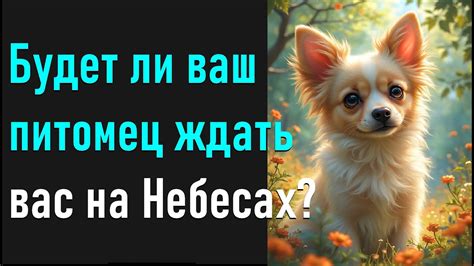 Годиться ли ваш питомец для повторного использования другими