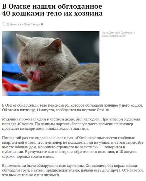 Голод у кошки