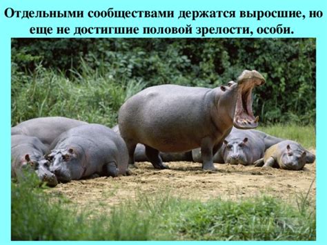 Голуби, достигшие половой зрелости
