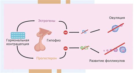 Гормональная регуляция овуляции