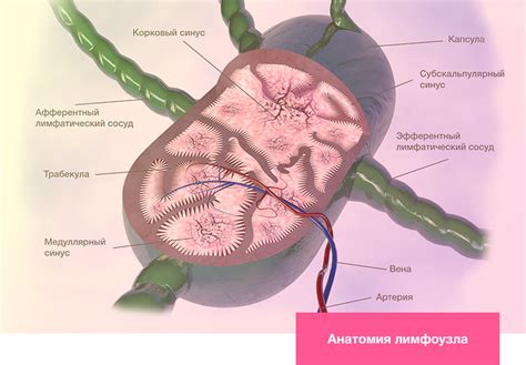 Гормональные изменения и опухоли лимфоузлов под мышками