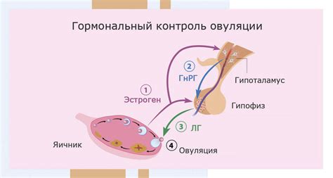 Гормональные изменения и увеличение размера матки