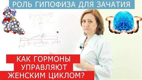 Гормональные нарушения и их влияние на появление залысин