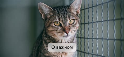 Государственные приюты для котят