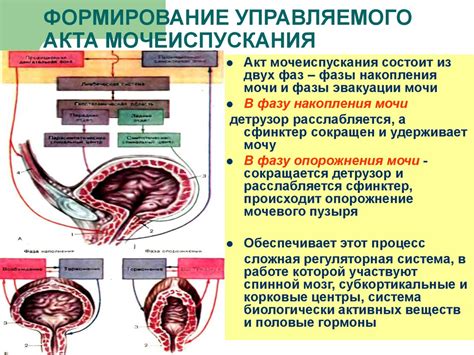 Готовьтесь к сюрпризам: мочевой пузырь у детей великообразный