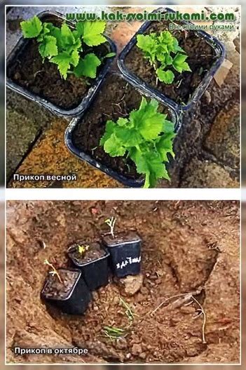 Грамотное хранение лобелии до весны