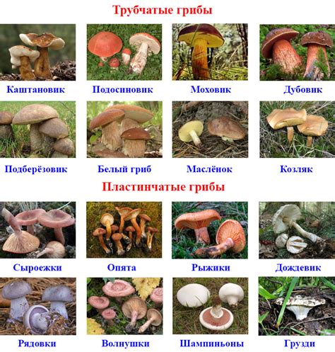 Грибы и животные: ключевые различия