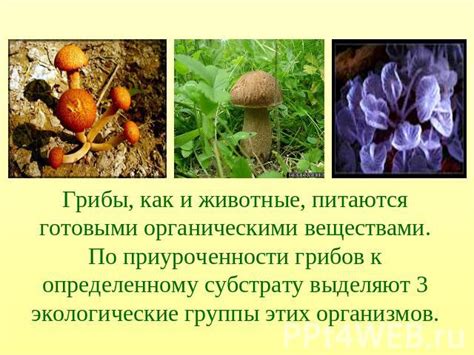 Грибы и животные: роль в экосистеме