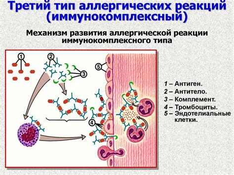 Грибы – источник аллергических реакций