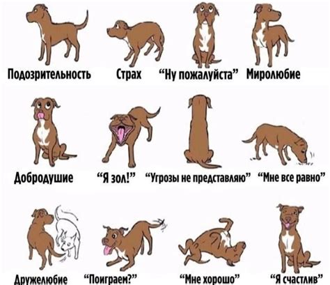 Грыжа кончика хвоста