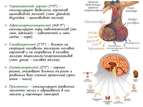 Действие гормонов на рост