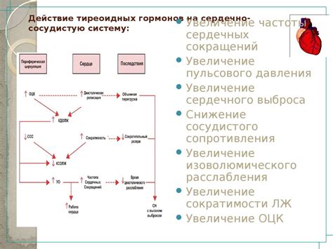 Действие гормонов на сердечно-сосудистую систему