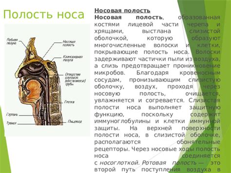 Действие лука на дыхательные пути и слизистую оболочку носа