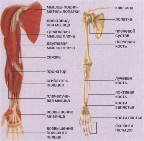 Делим руки на части