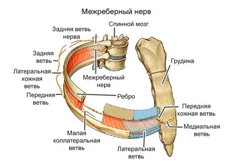 Диагностика межреберной невралгии