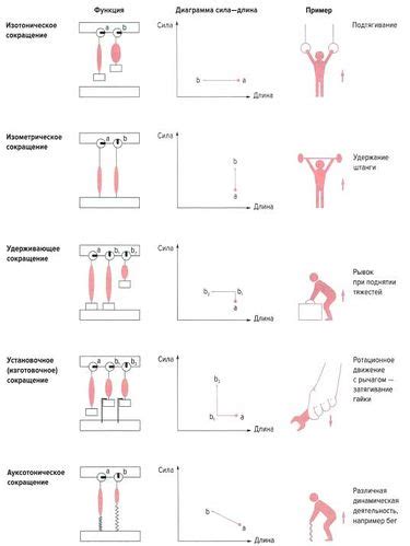 Динамические упражнения