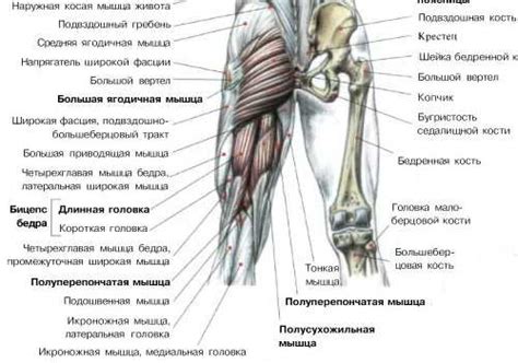 Длительность и частота самомассажа бедра