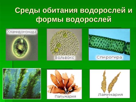 Добавление водорослей и окружающей среды
