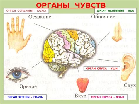 Добавление деталей: глаза, уши, нос, пятна