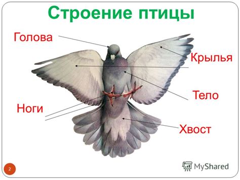 Добавление деталей: голова, крылья и хвост