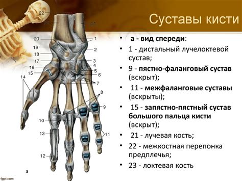 Добавление деталей руки, таких как пальцы и суставы