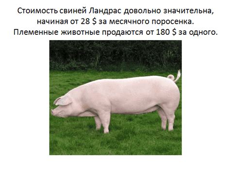 Добавление зеленых помидоров в рацион помогает контролировать вес поросят