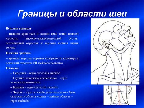 Добавление изящных изгибов тела и шеи