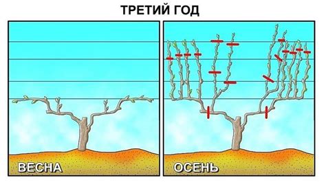 Добавление листвы к лозе