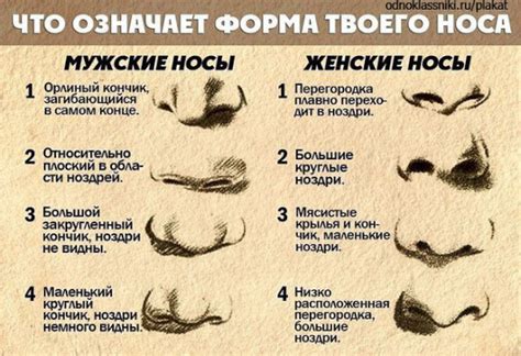 Добавление носа и ротика