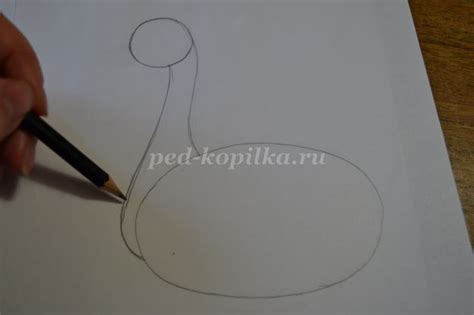 Добавляем контуры головы и хвоста