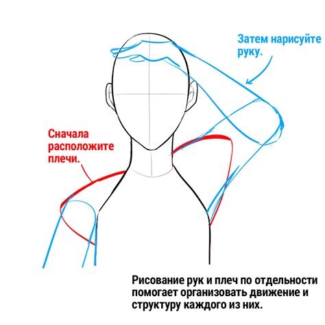 Добавляем шею, плечи и руки
