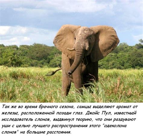 Добавьте большие уши и башмаки слона