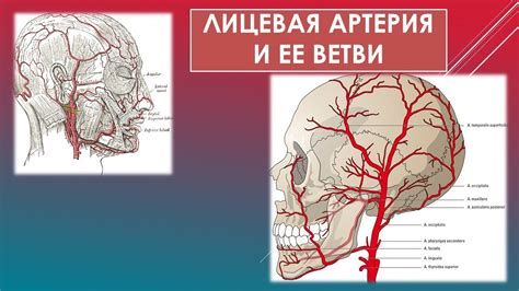 Добавьте лицевые детали