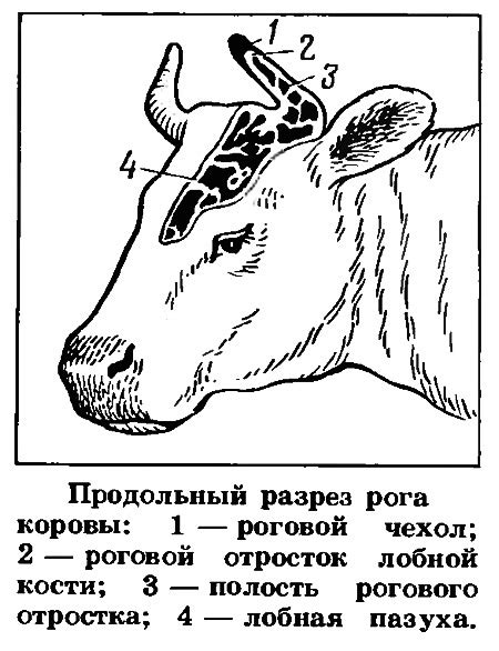 Добавьте рога и уши корове