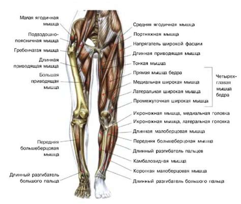 Добавьте тело и ноги