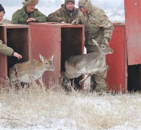 Долгосрочные перспективы облачения кролика из клетки в естественную среду