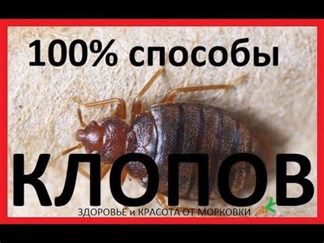 Домашние способы избавления от клопов