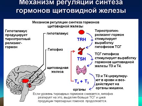 Дополнительные способы стимуляции гормонов щитовидной железы