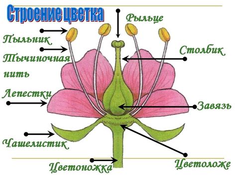 Дополнительные элементы для украшения цветка