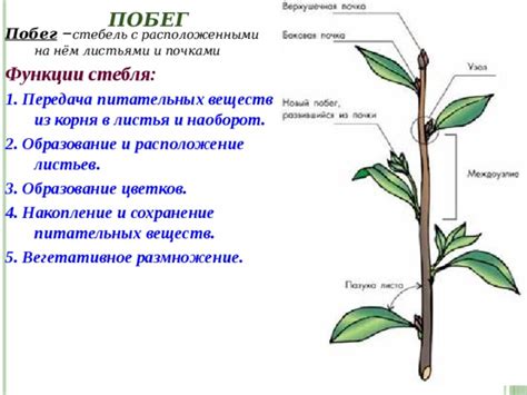 Дорисовка стебля и листьев