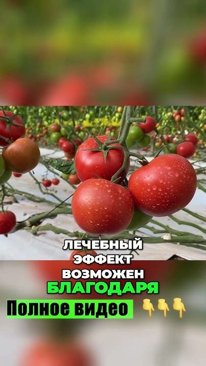Достоинства помидоров: 5 мощных преимуществ
