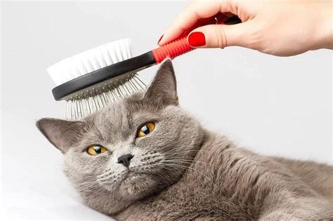 Другие советы по уходу за шерстью кошки