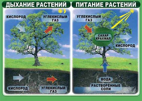 Дыхание и обмен веществ