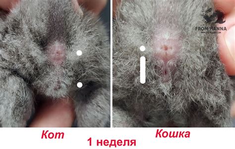 Дыхательные инфекции и непрерывные чихи у маленьких котят
