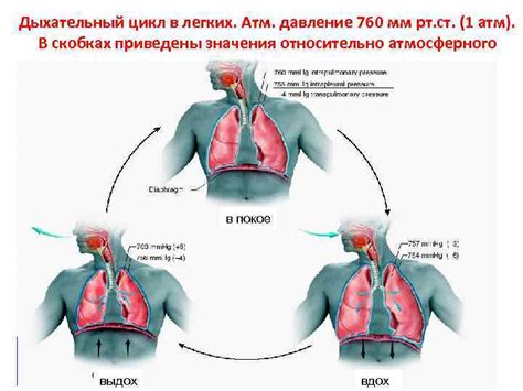 Дыхательный процесс и его значение